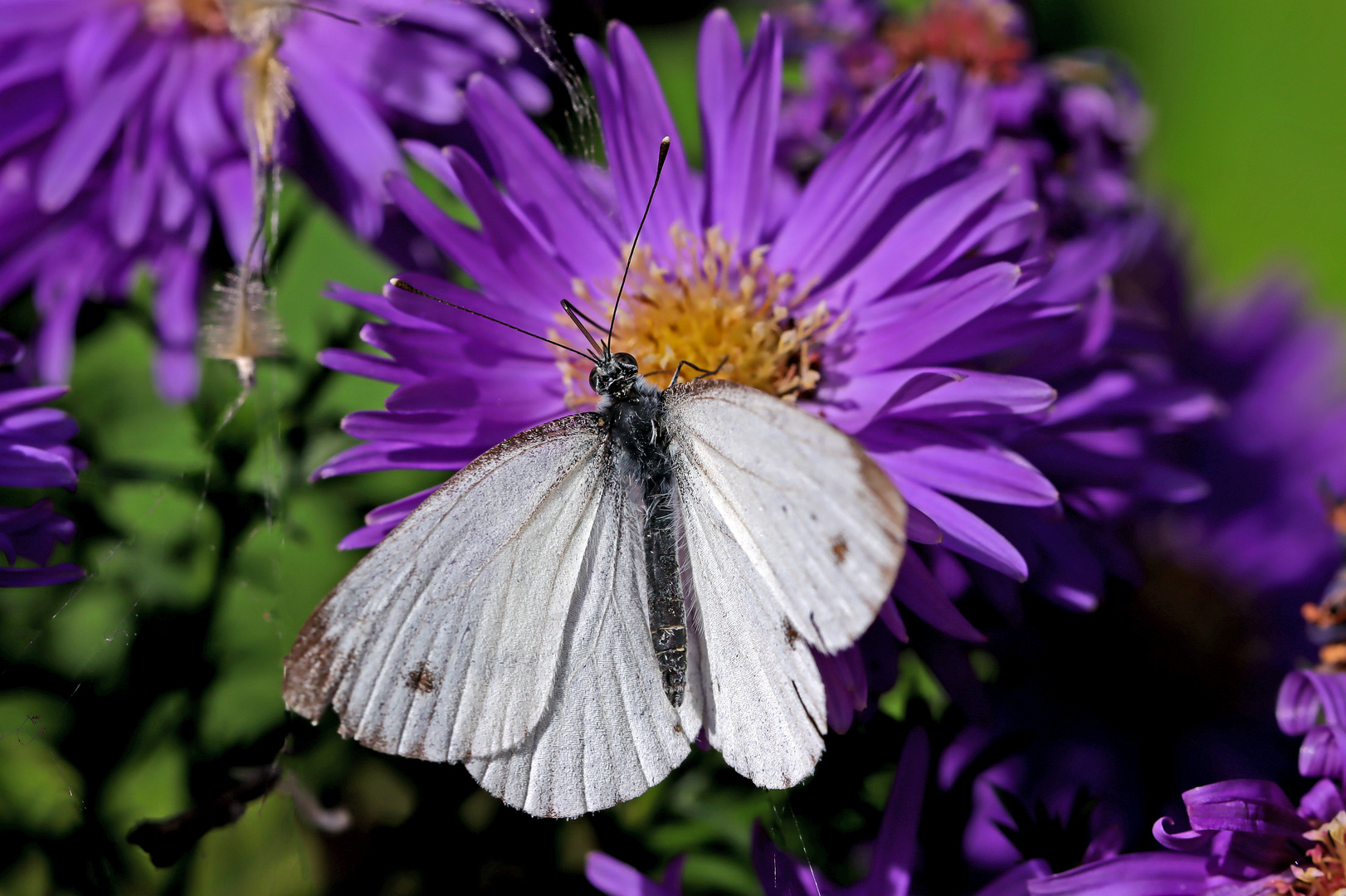 Weißling an Winteraster