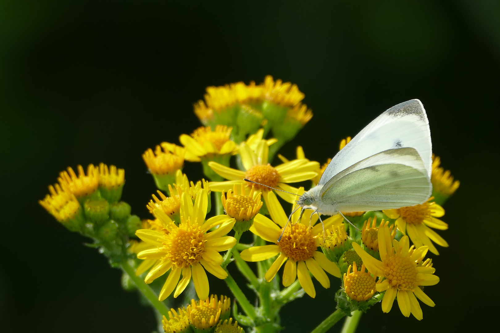 Weissling auf Blüte