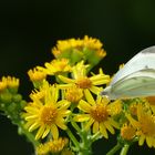 Weissling auf Blüte