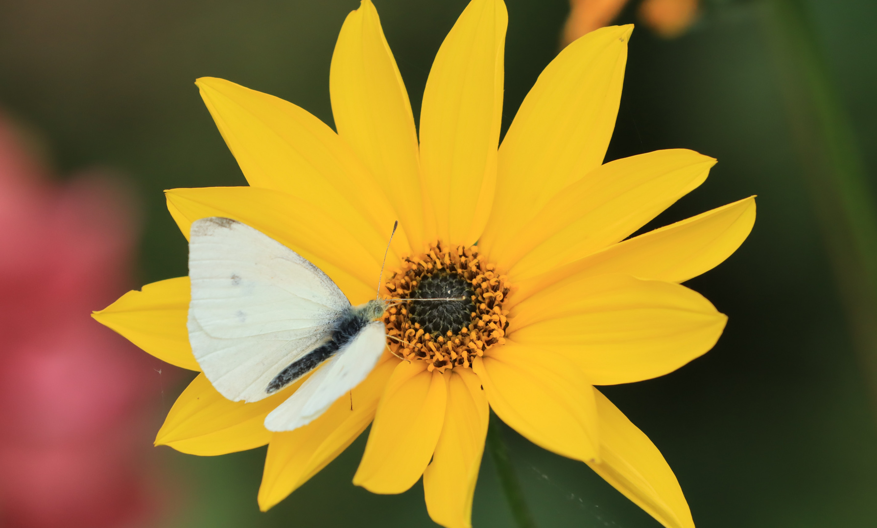 Weißling auf Blüte