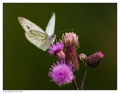 Weissling auf Distel