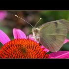 Weissling auf Echinacea