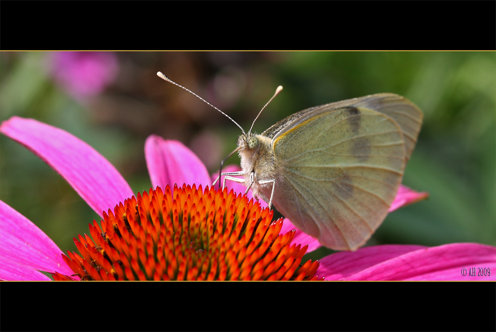 Weissling auf Echinacea