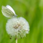 Weißling auf eine Pusteblume mit Käfer und Wassertropfen