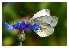 Weissling auf Kornblume