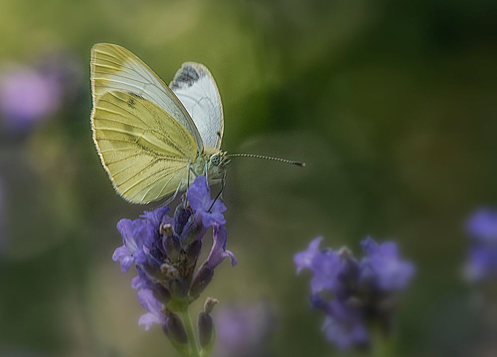 Weißling auf Lavendel.