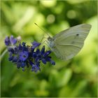 Weissling auf Lavendel