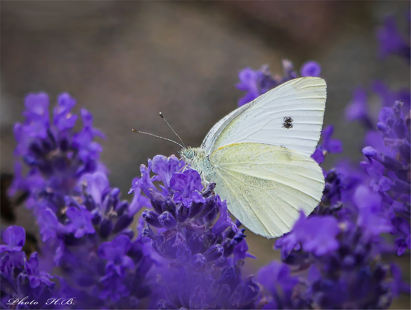 Weißling auf Lavendel.