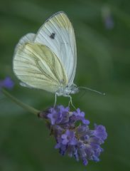 Weißling auf Lavendel