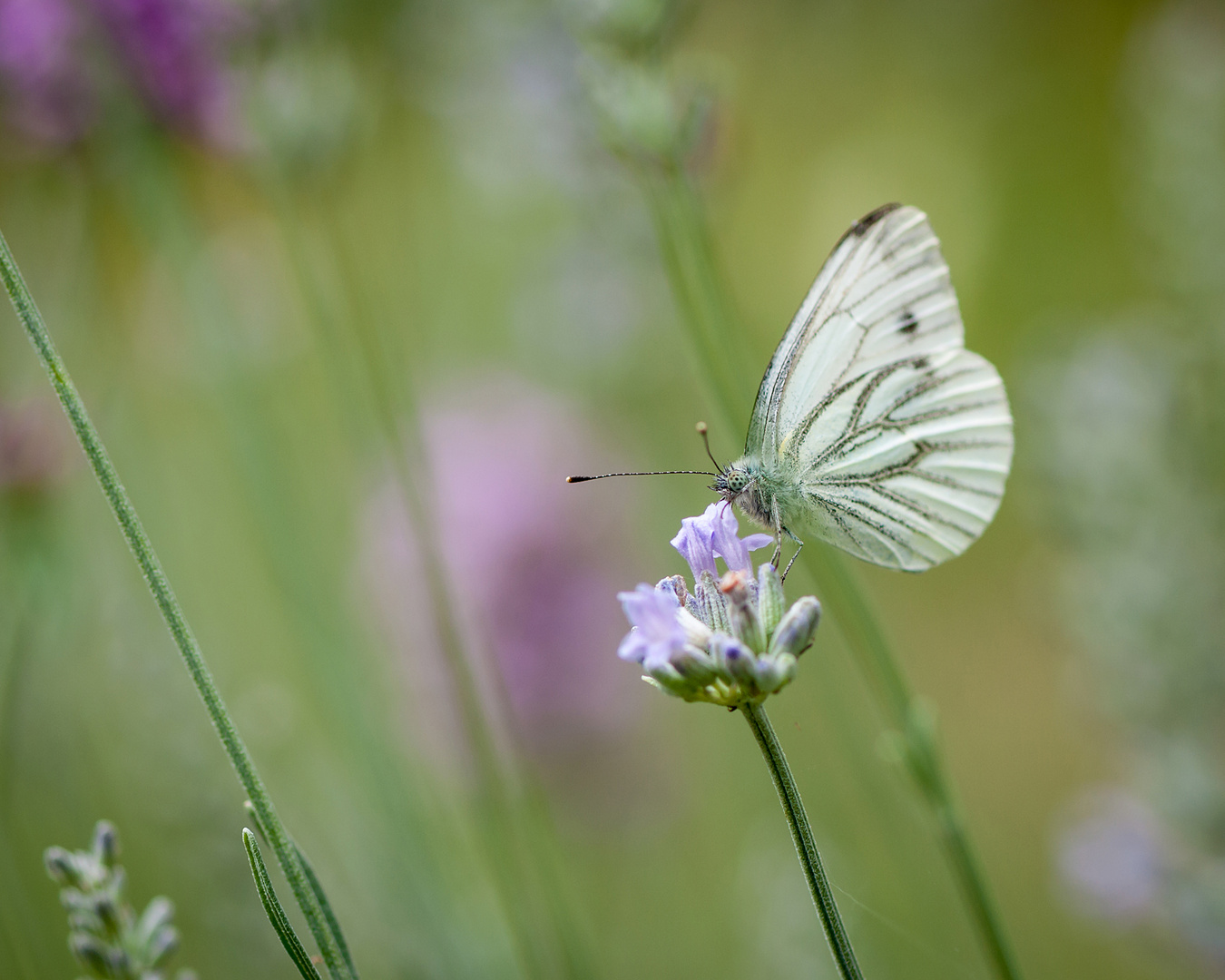 Weissling auf Lavendel