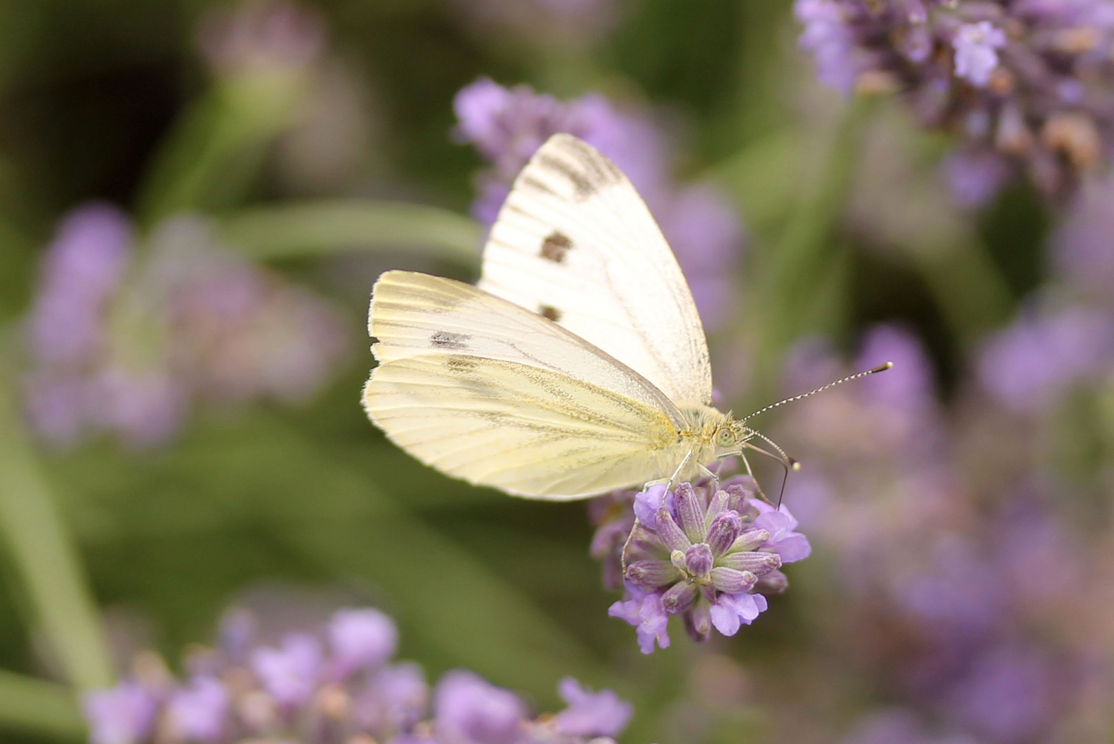 Weißling auf Lavendel