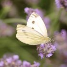 Weißling auf Lavendel