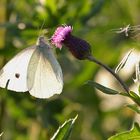 Weißling auf naturbelassener Wiese