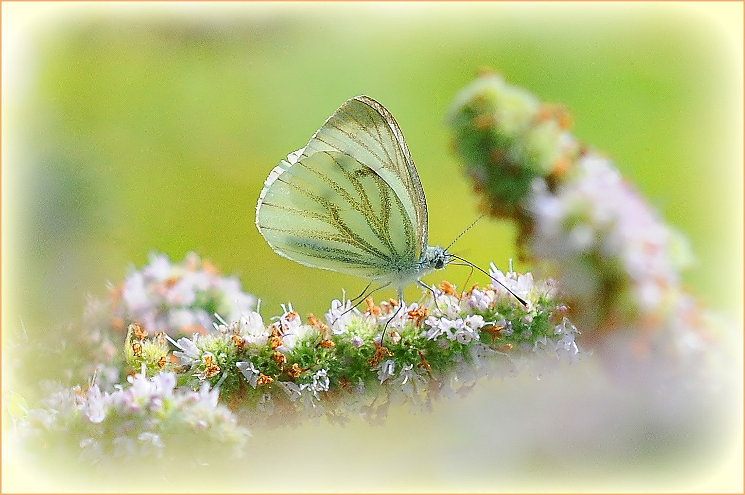 Weissling auf Pfefferminzblüte