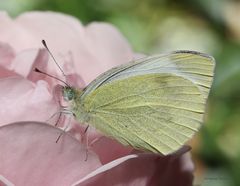 Weissling auf Rose