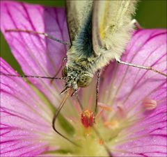 Weissling auf Storchschnabel