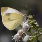 Weißling auf weißen Blüten