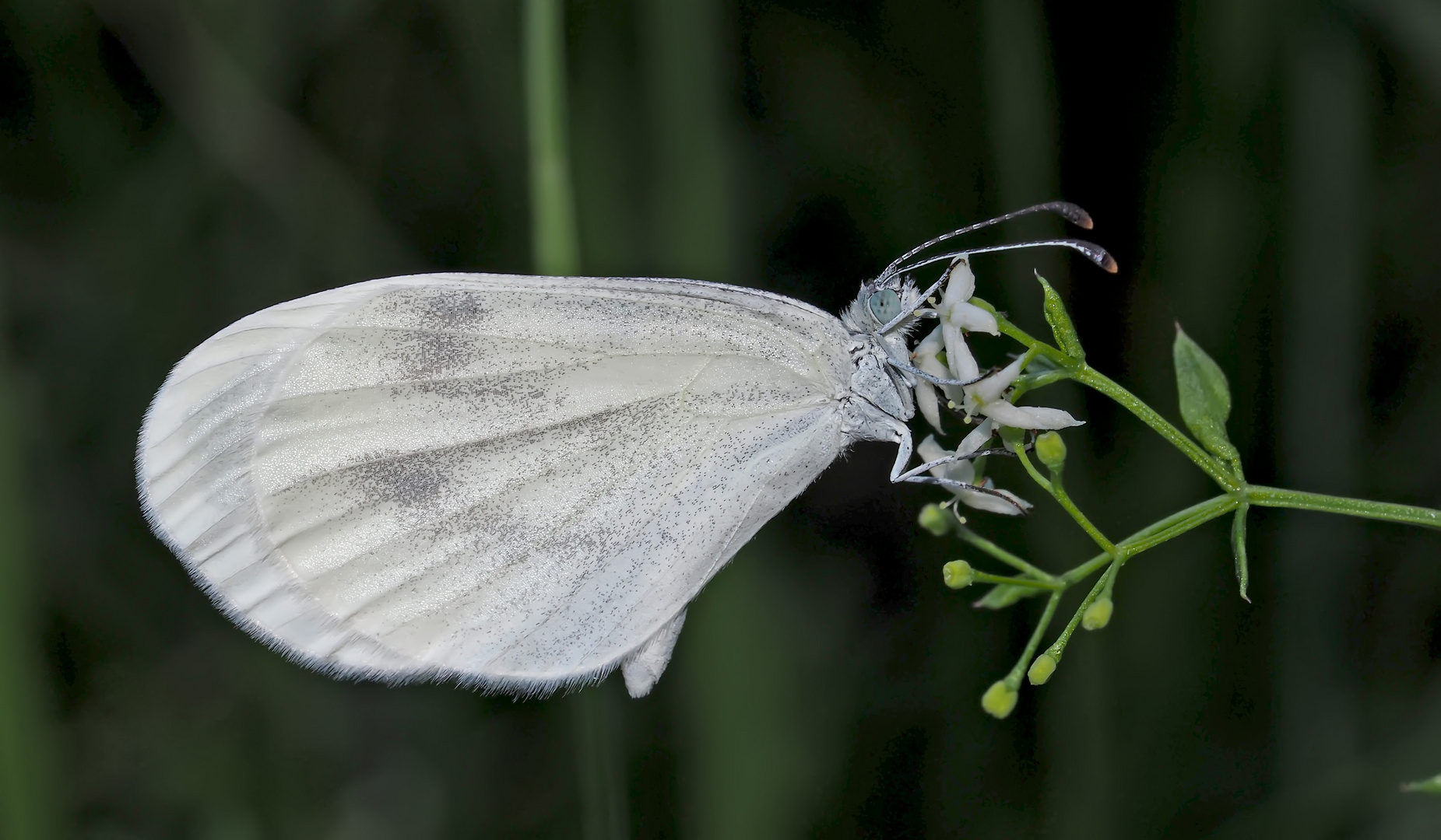 Weissling aus dem Artenkomplex Leptidea sinapis/reali. - Papillon du genre "Piéride de la moutarde".