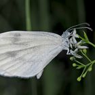 Weissling aus dem Artenkomplex Leptidea sinapis/reali. - Papillon du genre "Piéride de la moutarde".