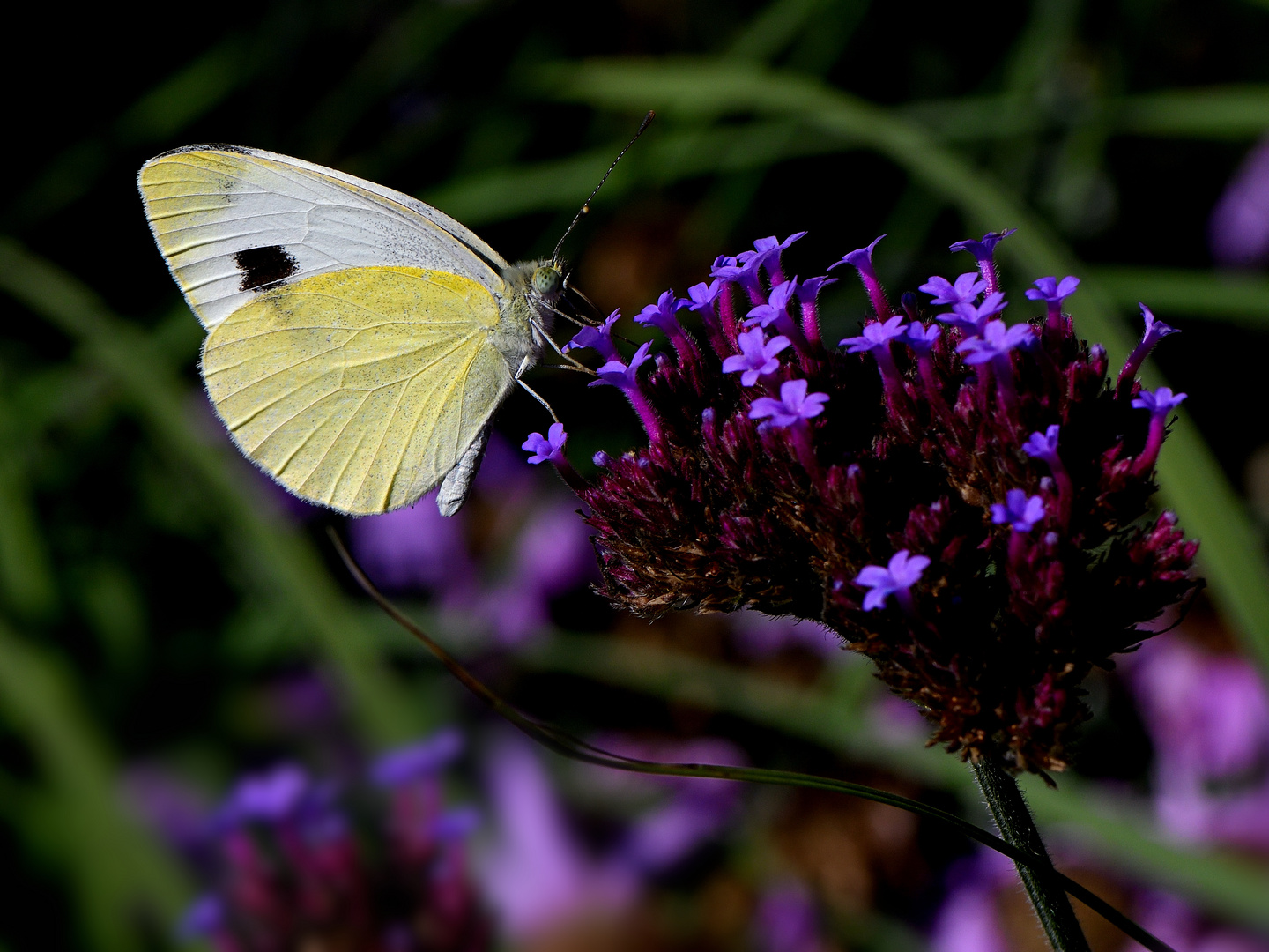 Weißling Begegnung im Botanischen Garten