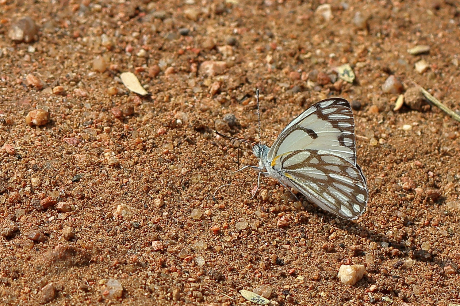 Weißling (Belenois aurota ?)