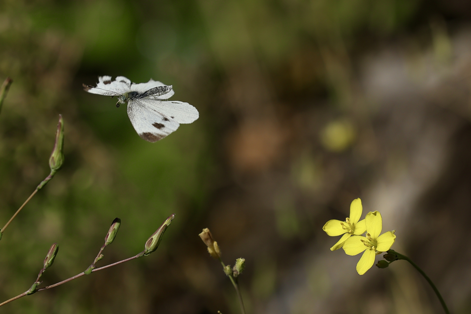 Weißling. Foto & Bild tiere, wildlife, schmetterlinge Bilder auf