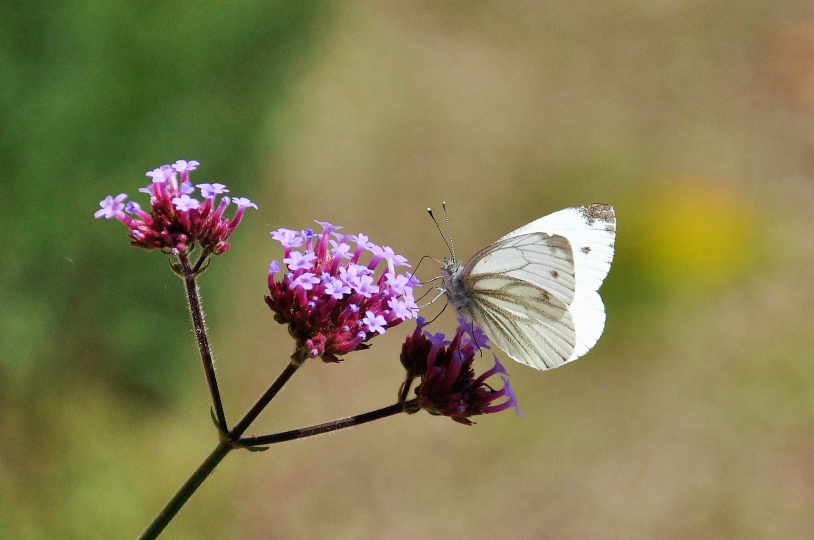 Weißling - eine Freude noch Schmetterlinge in der Natur zu finden!