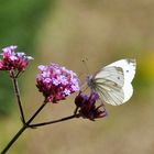 Weißling - eine Freude noch Schmetterlinge in der Natur zu finden!