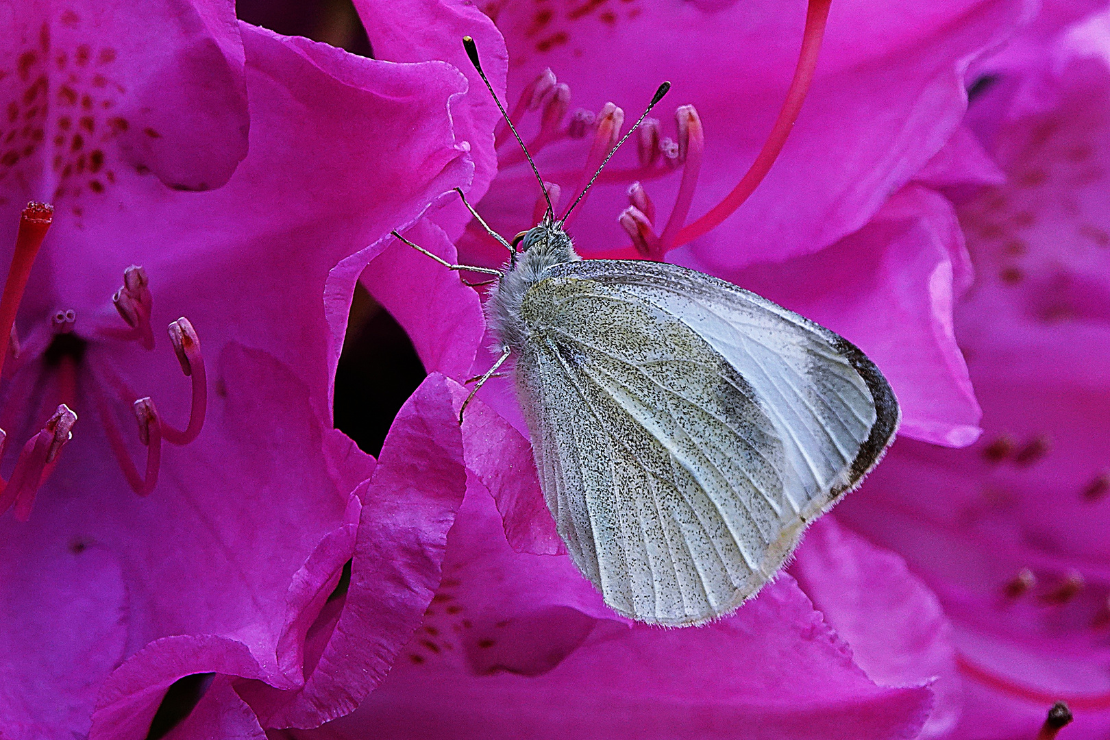 Weißling gebettet auf Rhododendron