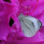 Weißling gebettet auf Rhododendron