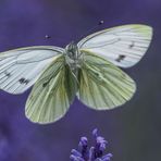 Weissling ( Grünader- ) im Lavendel