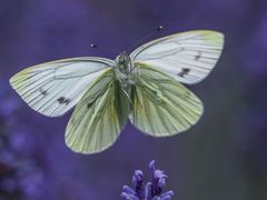 Weissling ( Grünader- ) im Lavendel