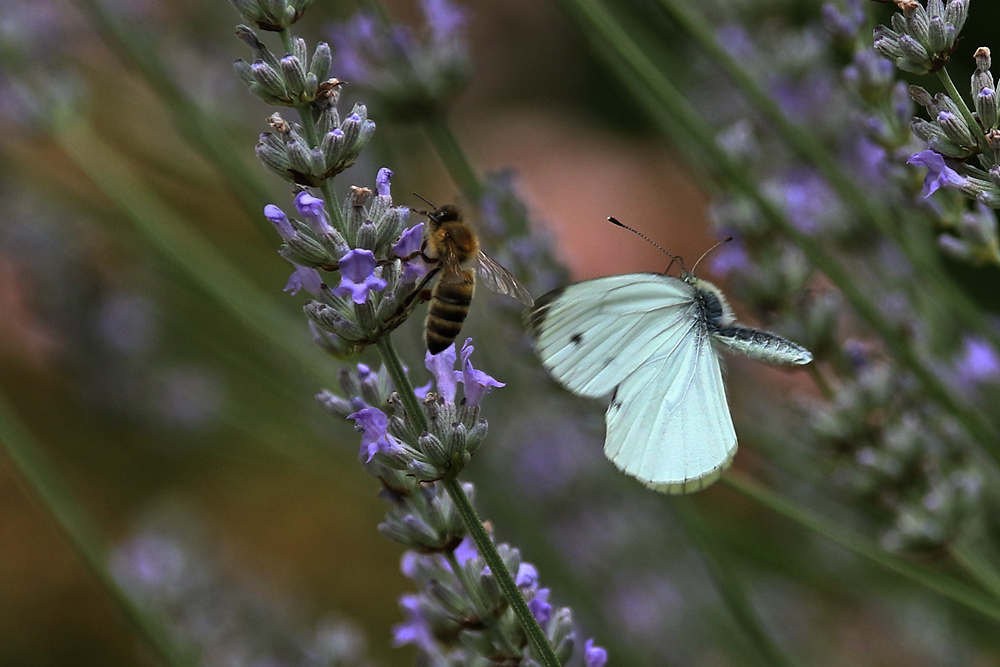 Weissling im Anflug