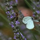 Weissling im Anflug