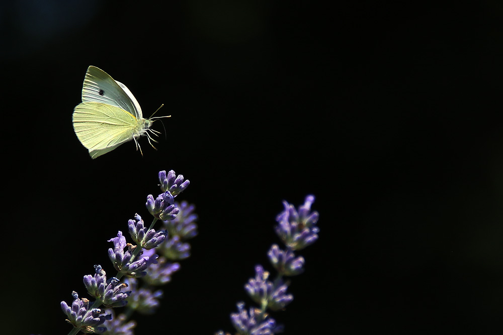 Weissling im Flug