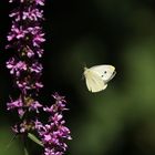 Weißling im Flug