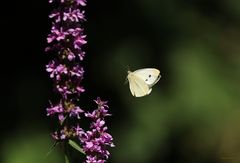 Weißling im Flug