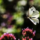 Weißling im Flug