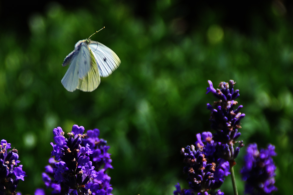 Weissling im Flug