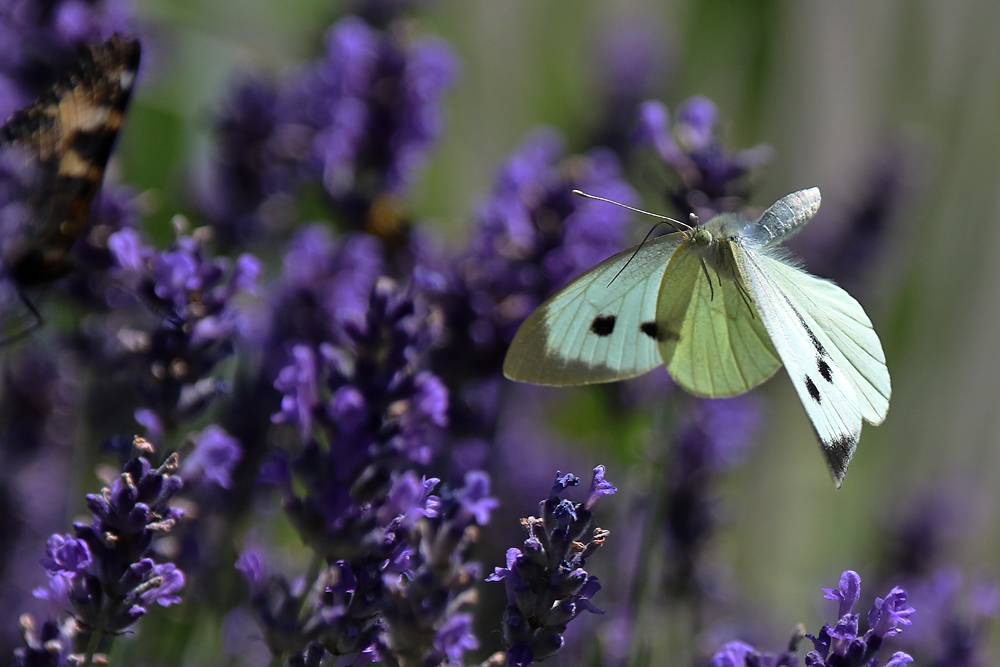 Weissling im Flug über dem Lavendel