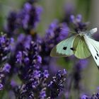 Weissling im Flug über dem Lavendel