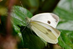 Weißling im Garten