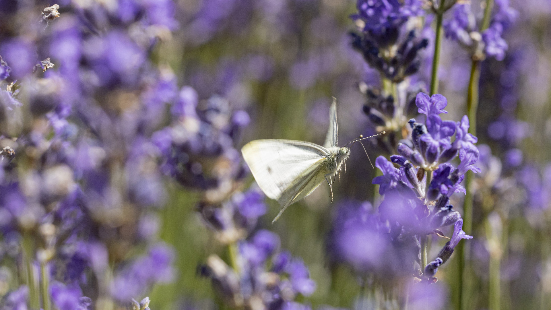 Weißling im Lavendel