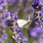 Weißling im Lavendel