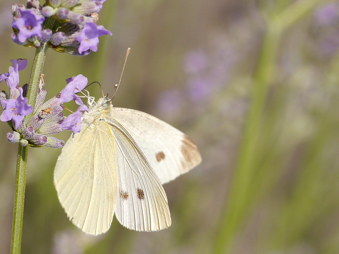 Weißling im Lavendel