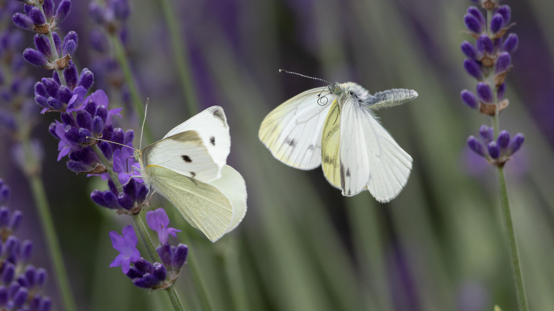 Weißling im Lavendel