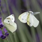 Weißling im Lavendel