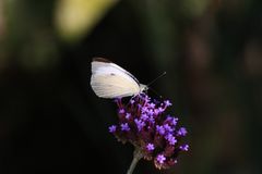 Weißling in Hellers Garten