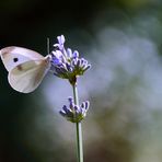 Weissling Lavendel.....