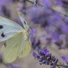 Weißling & Lavendel